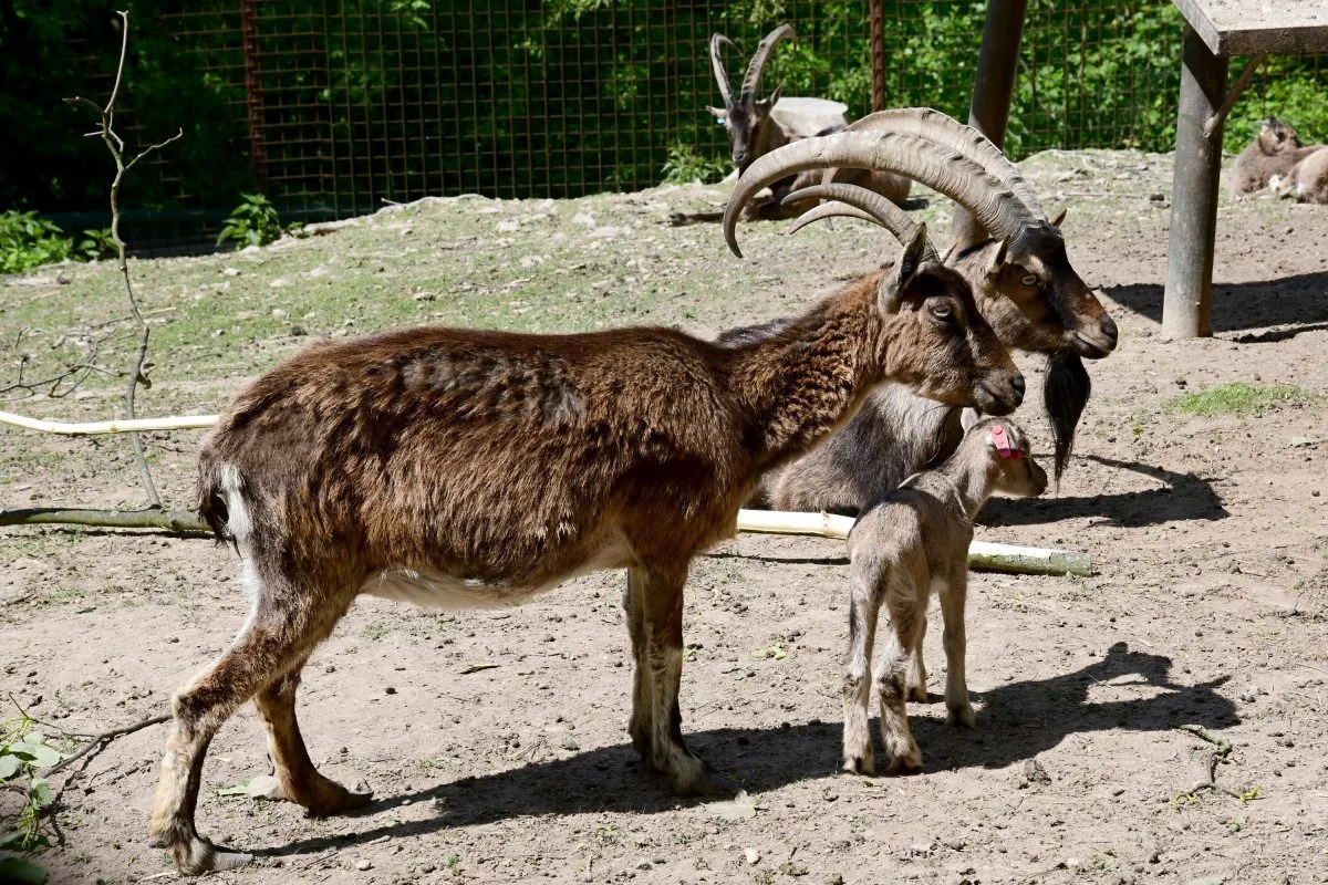 Olomoucká zoo má největší stádo kozy krétské v Evropě. Letos se zde narodilo šest mláďat