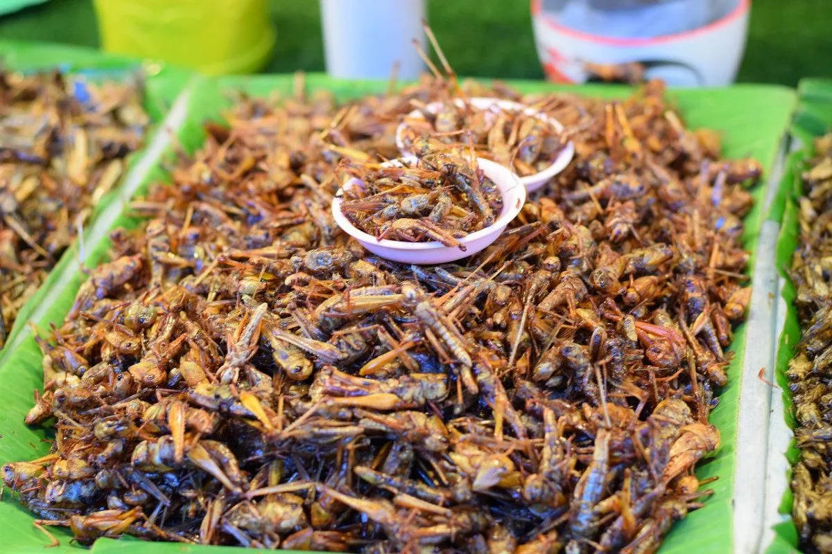 Je libo cvrčky nebo červíky? Přerov pořádá první ročník gastronomického festivalu