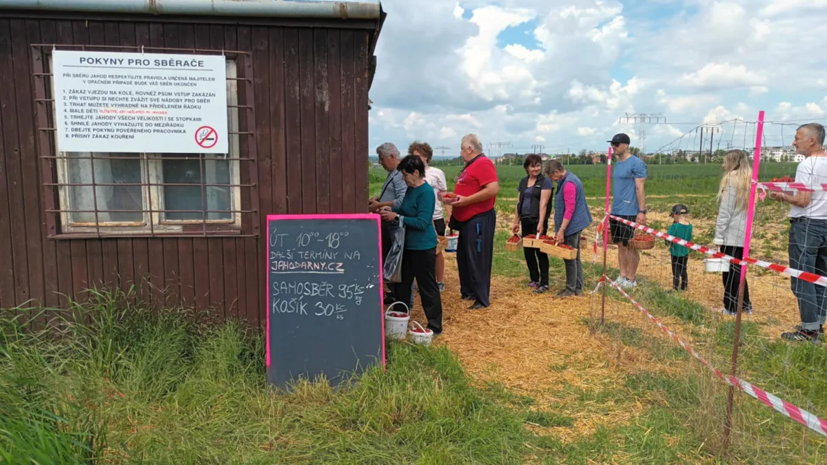 FOTOGALERIE: Červené šílenství. Na plantážích u Prostějova a Olomouce začal samosběr jahod