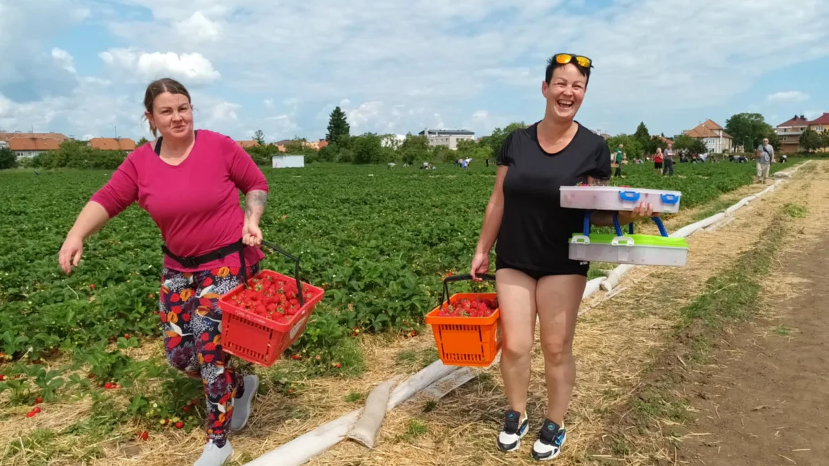 FOTOGALERIE: Červené šílenství. Na plantážích u Prostějova a Olomouce začal samosběr jahod