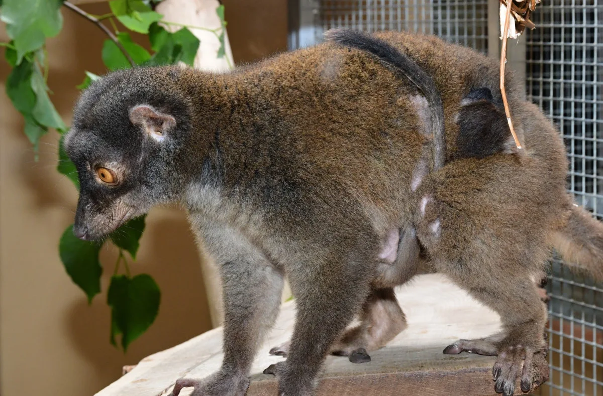 Dvojnásobná radost na Svatém kopečku. V zoo se narodili lemuří dvojčata