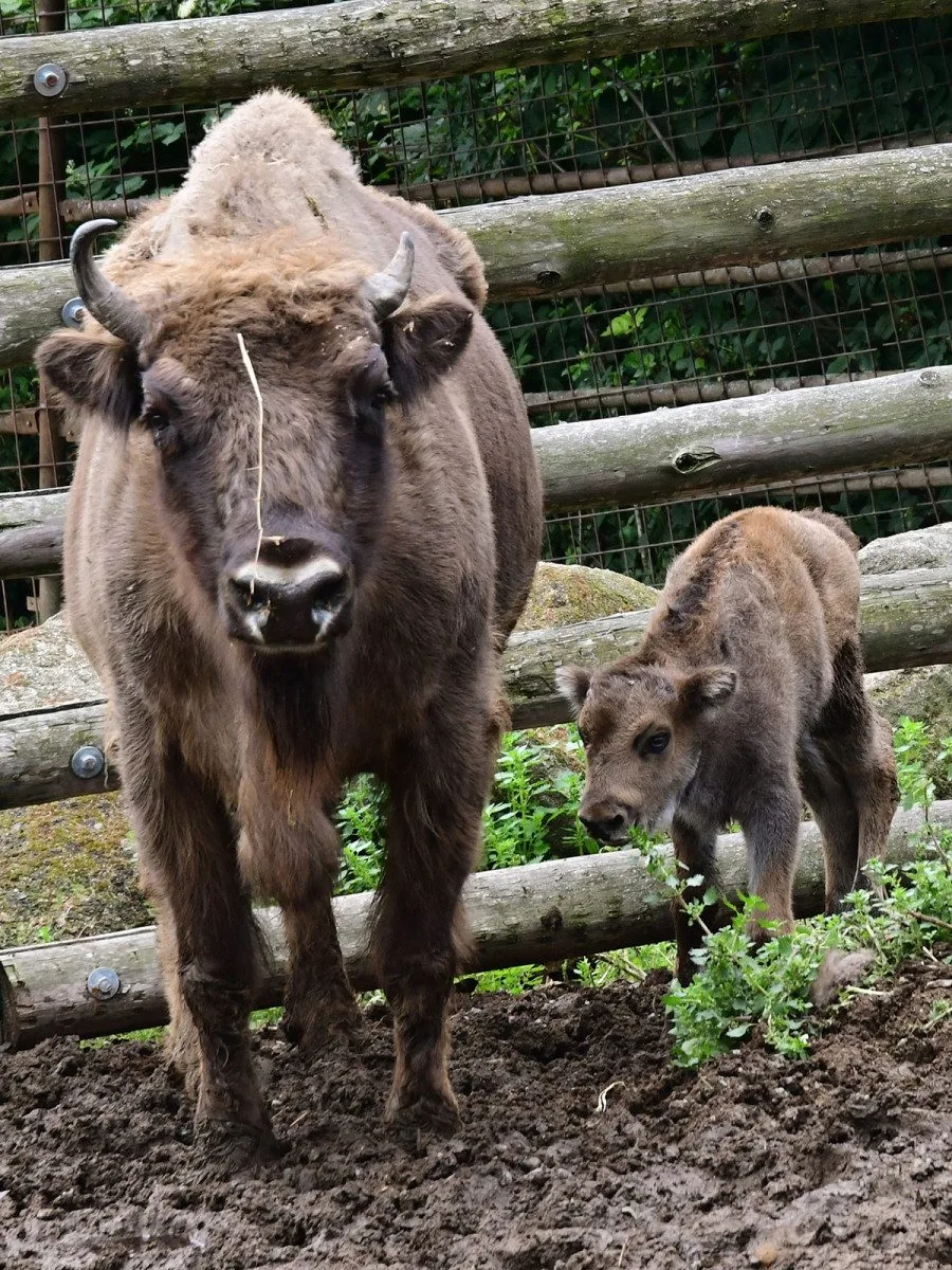Zubří stádo na Svatém Kopečku se rozrostlo o dvě mláďata, jde o jediné odchovy na Moravě