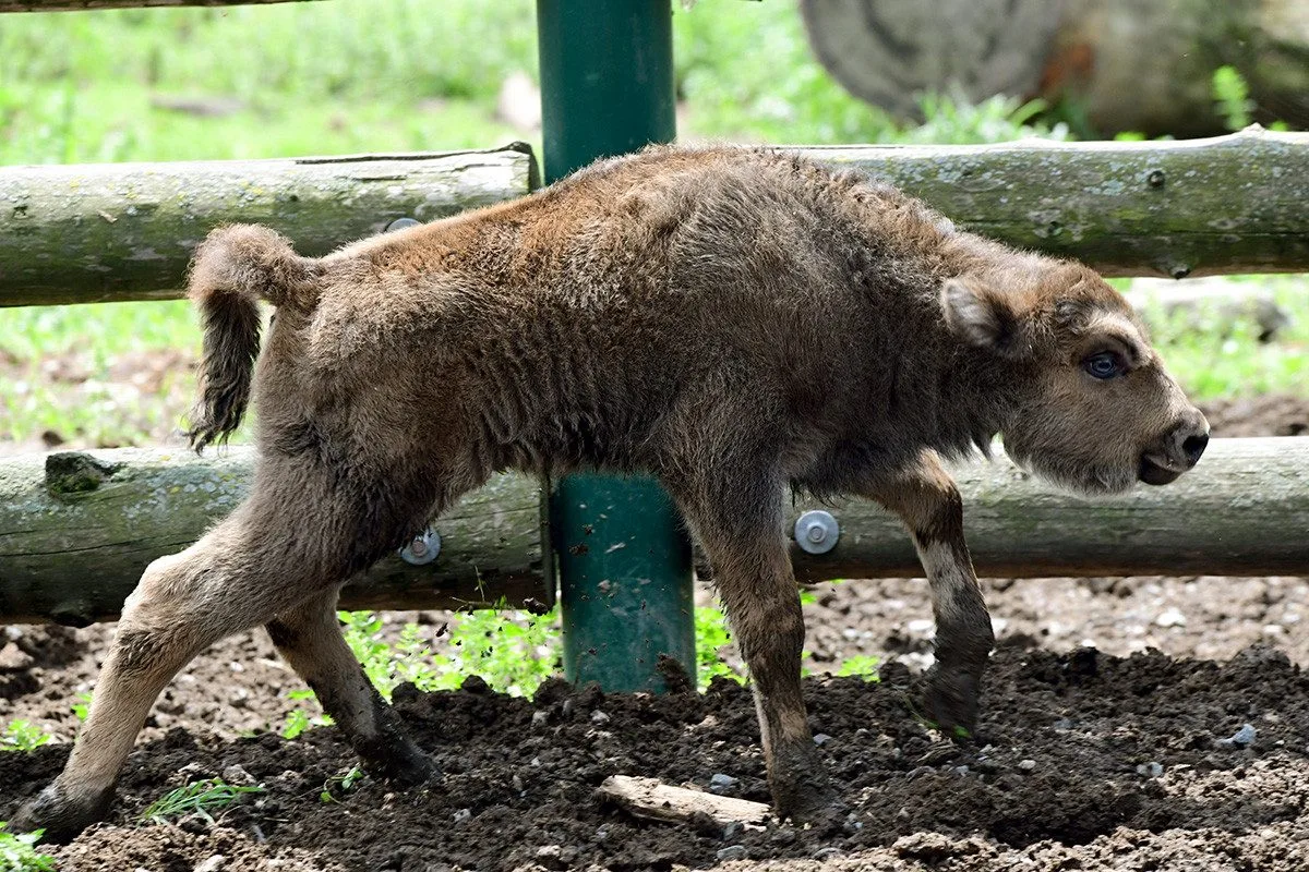 Zubří stádo na Svatém Kopečku se rozrostlo o dvě mláďata, jde o jediné odchovy na Moravě