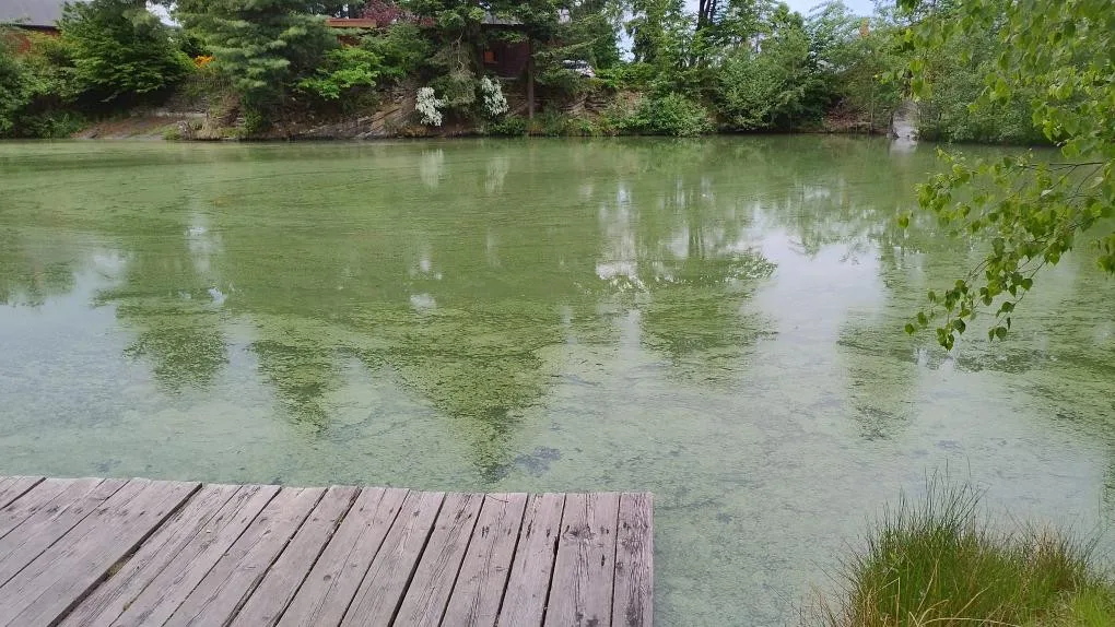 Voda na Plumlově a na Poděbradech je v pořádku. Sinice jsou ovšem v jezírku u Dalova