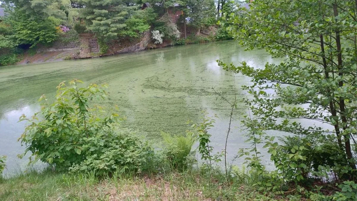 Voda na Plumlově a na Poděbradech je v pořádku. Sinice jsou ovšem v jezírku u Dalova