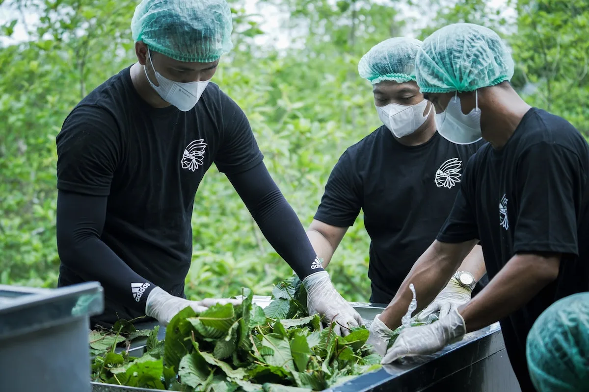 Regulovaný prodej kratomu: Revoluce na trhu přichází, Green Bali dominuje nabídce