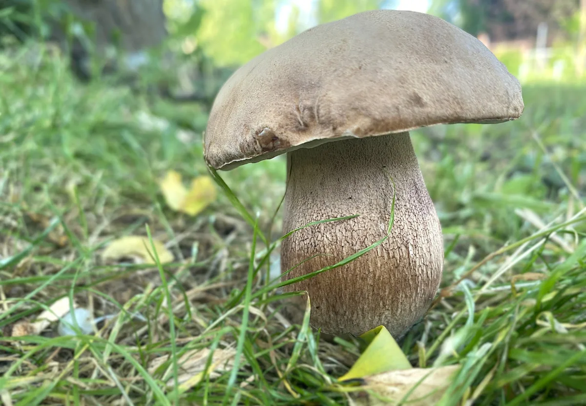 Houbařská sezóna startuje. Po deštích se objevují první hřiby, lidé se chlubí svými úlovky