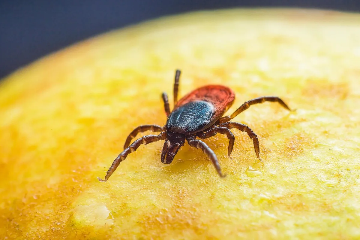 Pozor na klíšťata. Olomoucký kraj má obrovský nárůst případů lymeské borreliózy