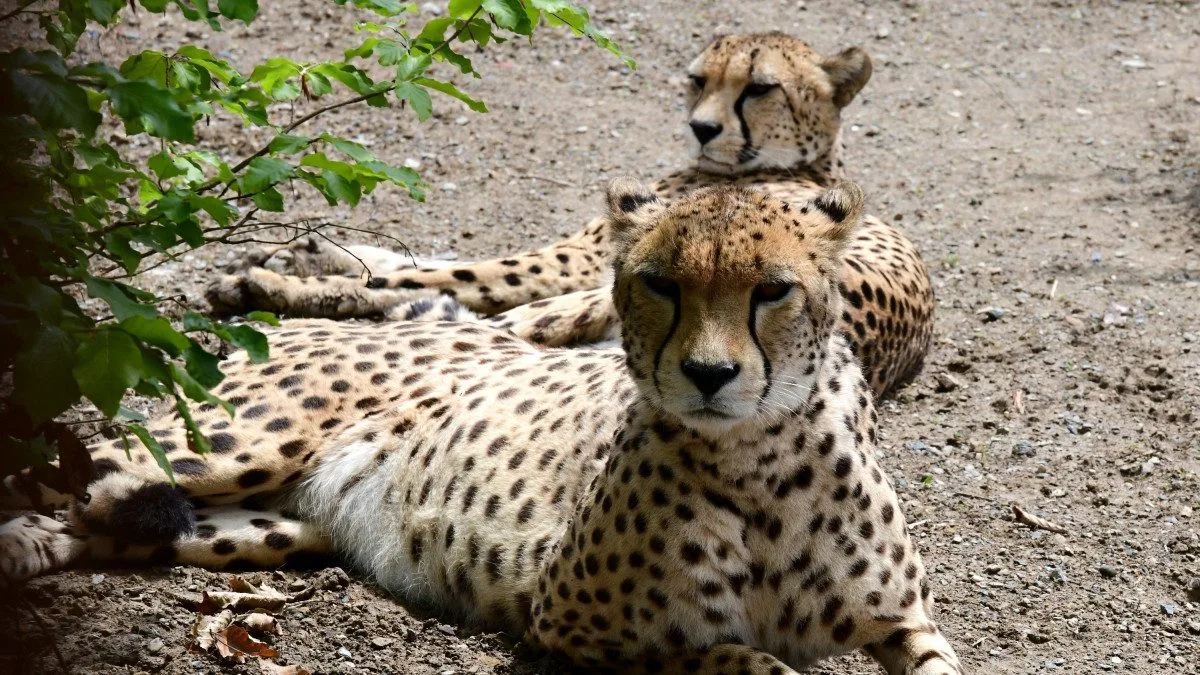 VIDEO: Samec geparda v olomoucké zoo se už těší na dvě samice. Přicestovaly z Polska