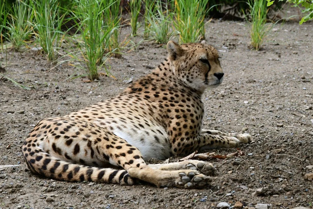 VIDEO: Samec geparda v olomoucké zoo se už těší na dvě samice. Přicestovaly z Polska