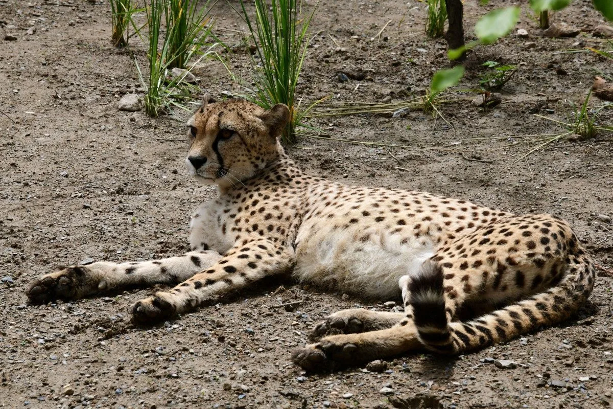 VIDEO: Samec geparda v olomoucké zoo se už těší na dvě samice. Přicestovaly z Polska