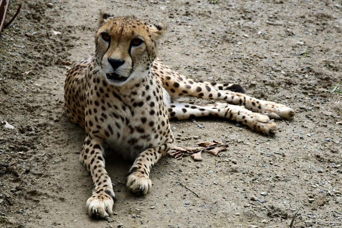 VIDEO: Samec geparda v olomoucké zoo se už těší na dvě samice. Přicestovaly z Polska
