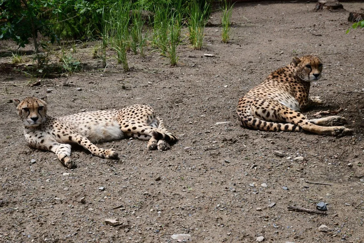 VIDEO: Samec geparda v olomoucké zoo se už těší na dvě samice. Přicestovaly z Polska