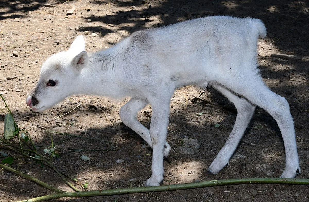 Stádo sobů polárních se rozrostlo o šest mláďat. Chov v Zoo Olomouc patří mezi evropskou špičku