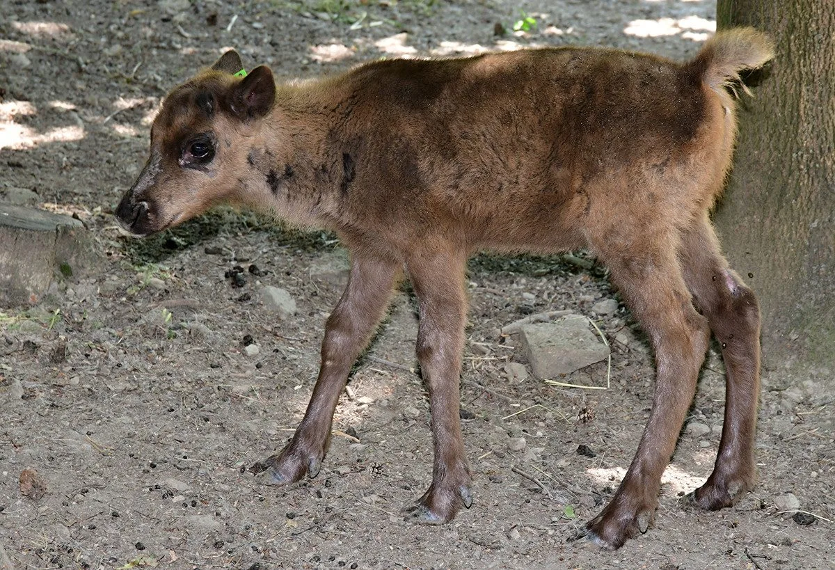 Stádo sobů polárních se rozrostlo o šest mláďat. Chov v Zoo Olomouc patří mezi evropskou špičku