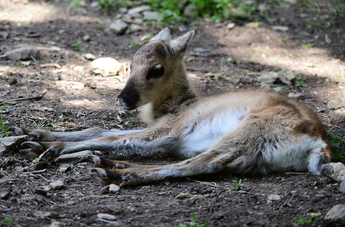 Stádo sobů polárních se rozrostlo o šest mláďat. Chov v Zoo Olomouc patří mezi evropskou špičku