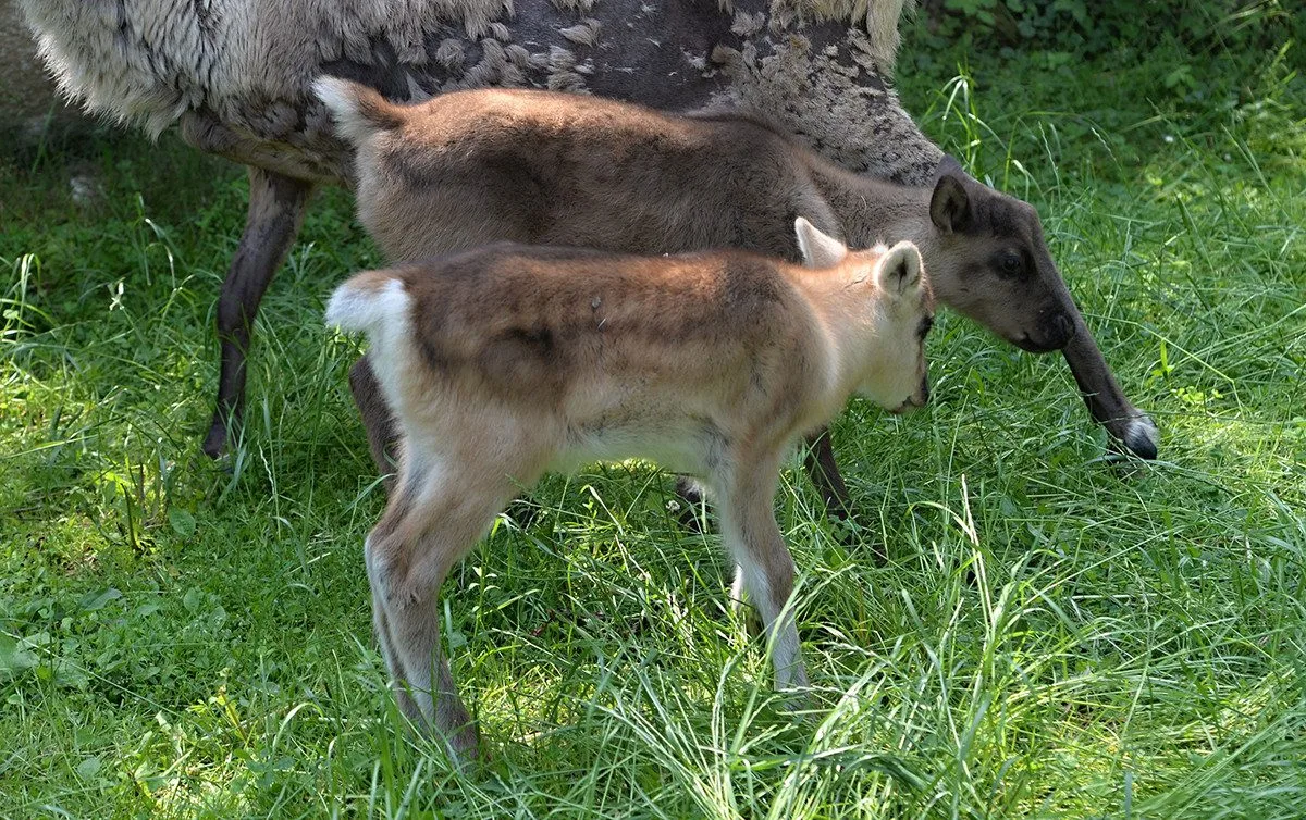 Stádo sobů polárních se rozrostlo o šest mláďat. Chov v Zoo Olomouc patří mezi evropskou špičku