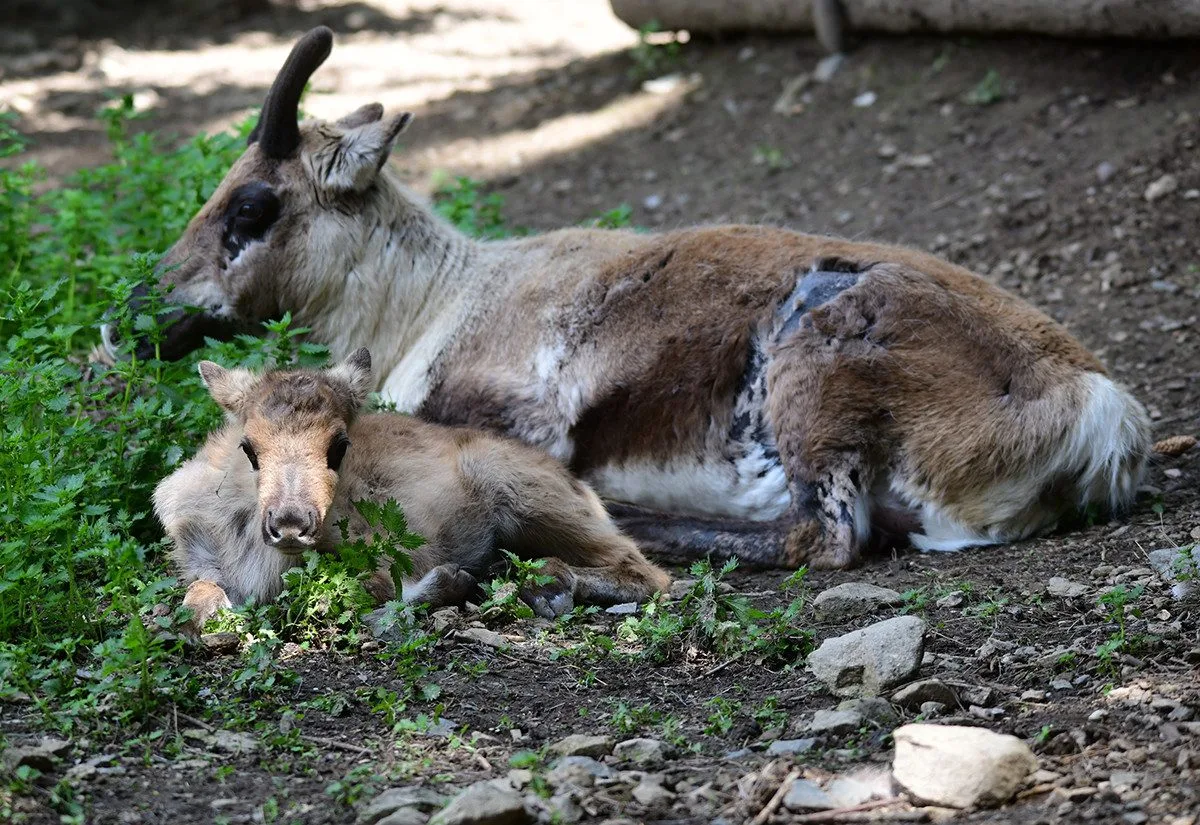 Stádo sobů polárních se rozrostlo o šest mláďat. Chov v Zoo Olomouc patří mezi evropskou špičku