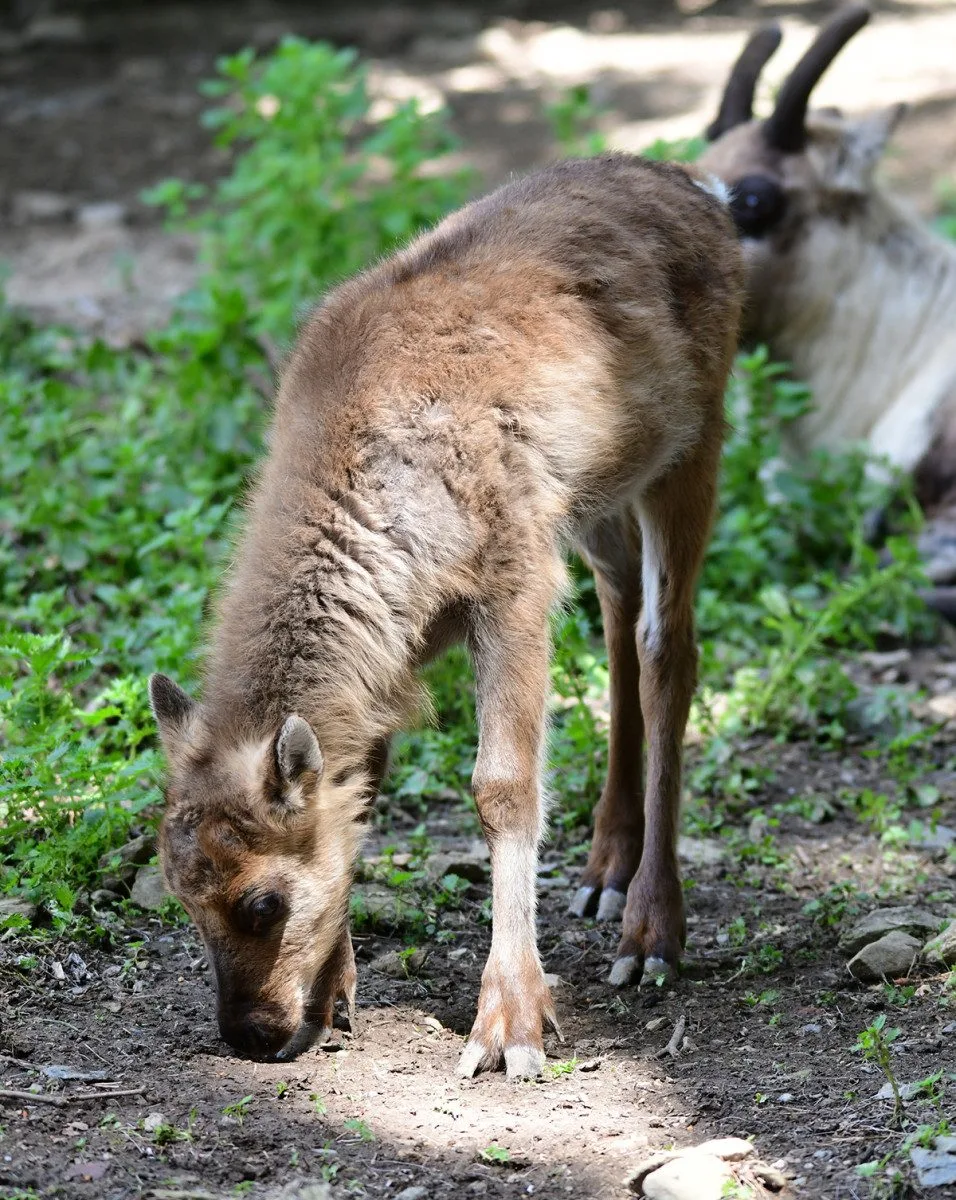Stádo sobů polárních se rozrostlo o šest mláďat. Chov v Zoo Olomouc patří mezi evropskou špičku