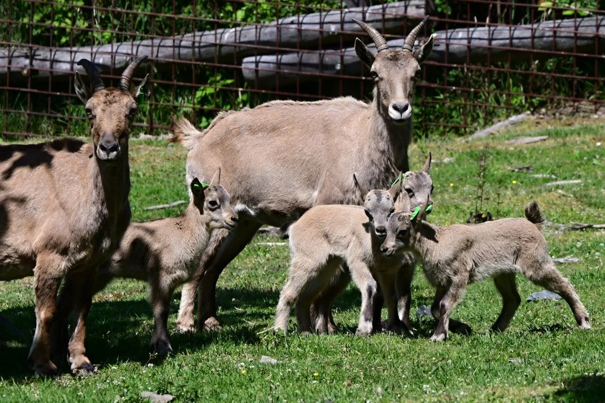 Nová mláďata kozorožce kavkazského. Olomoucká zoo má největší stádo na světě
