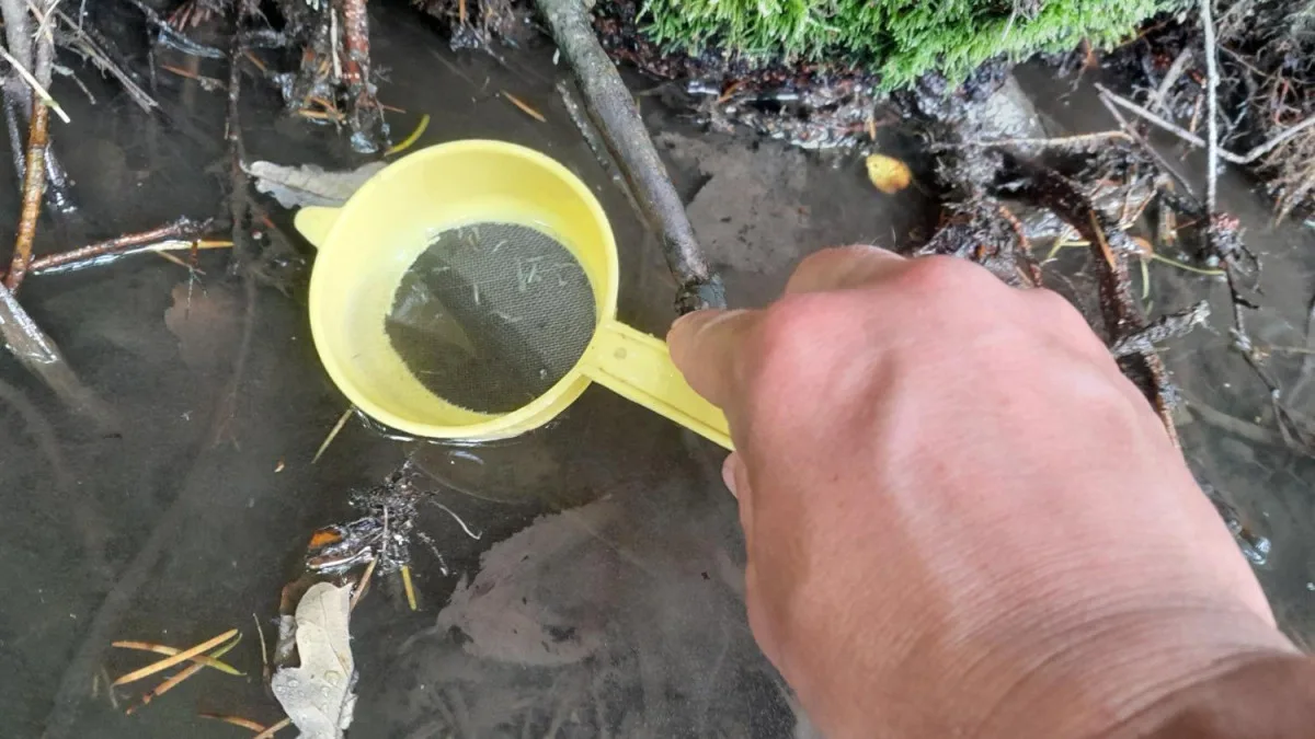 Záchrana vymírající populace mihulí v Jeseníkách. Odchov larev byl úspěšný