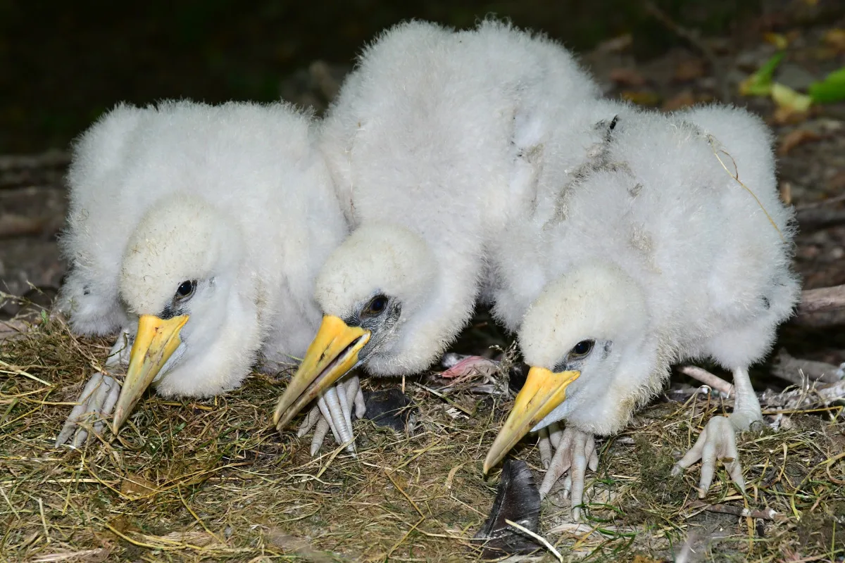 Plameňáci, husy nebo vzácný bažant. Olomoucká zoo je plná ptačích mláďat