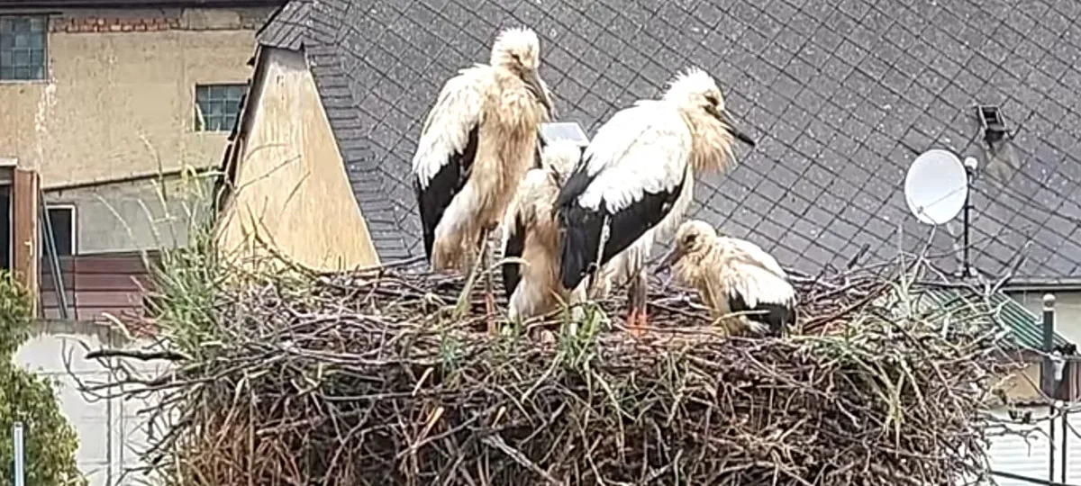 VIDEO: Život čápat z Moravského Berouna visel na vlásku. Ptačí sirotci už baští kvanta kuřat a myší