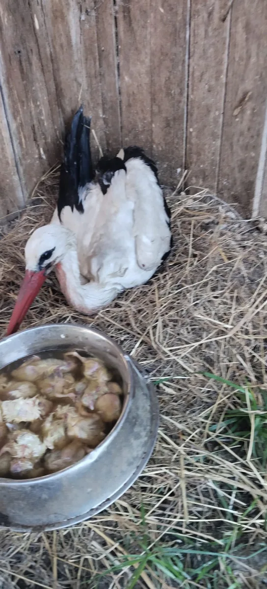 VIDEO: Život čápat z Moravského Berouna visel na vlásku. Ptačí sirotci už baští kvanta kuřat a myší