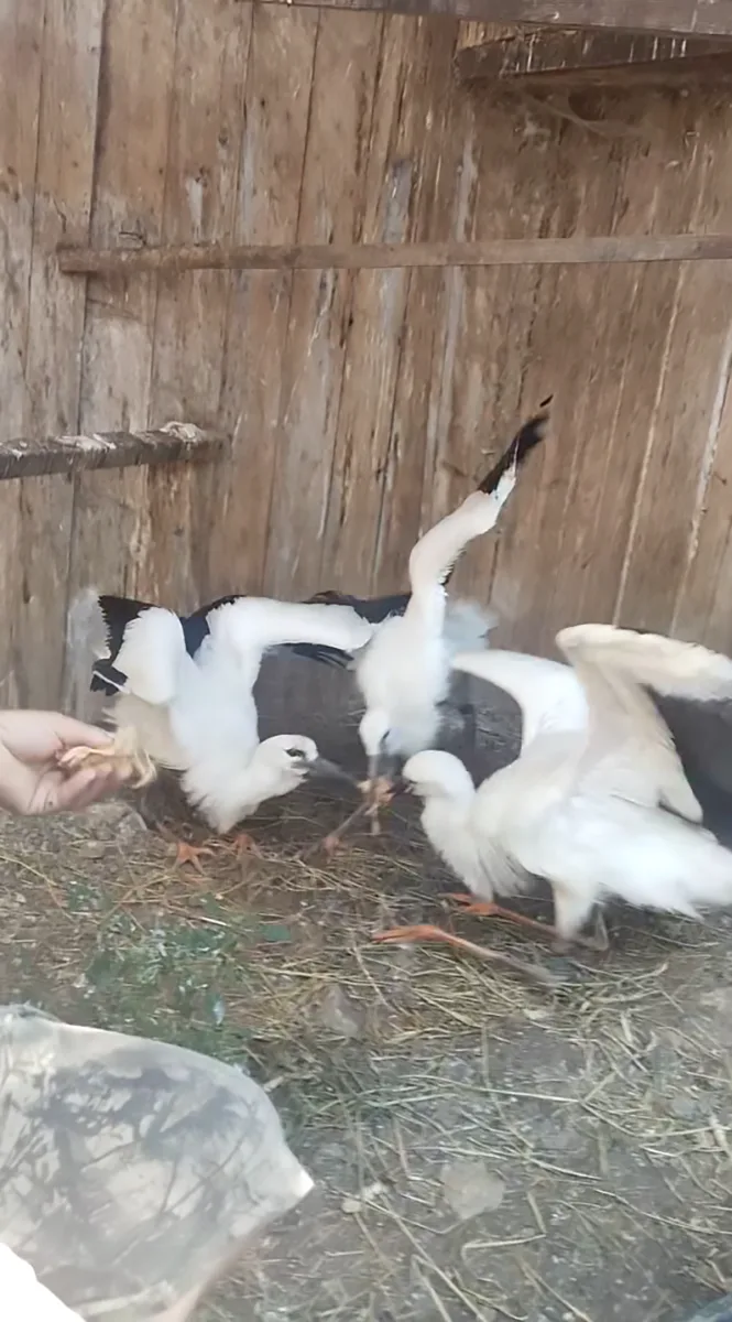 VIDEO: Život čápat z Moravského Berouna visel na vlásku. Ptačí sirotci už baští kvanta kuřat a myší
