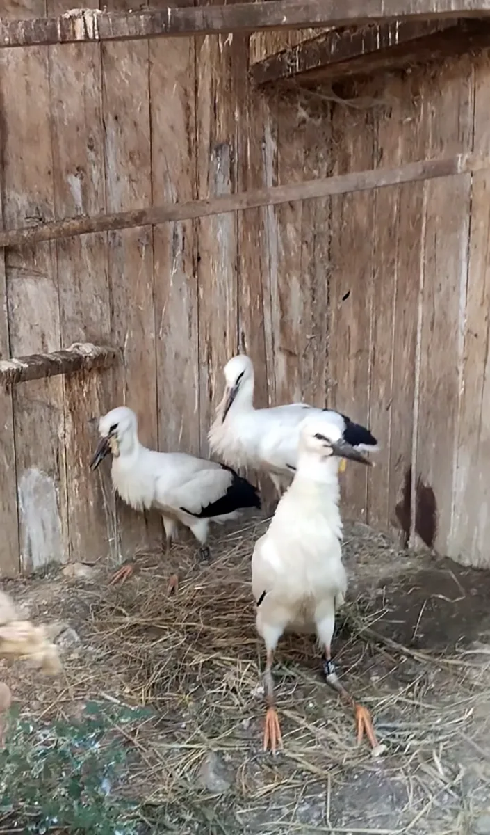 VIDEO: Život čápat z Moravského Berouna visel na vlásku. Ptačí sirotci už baští kvanta kuřat a myší
