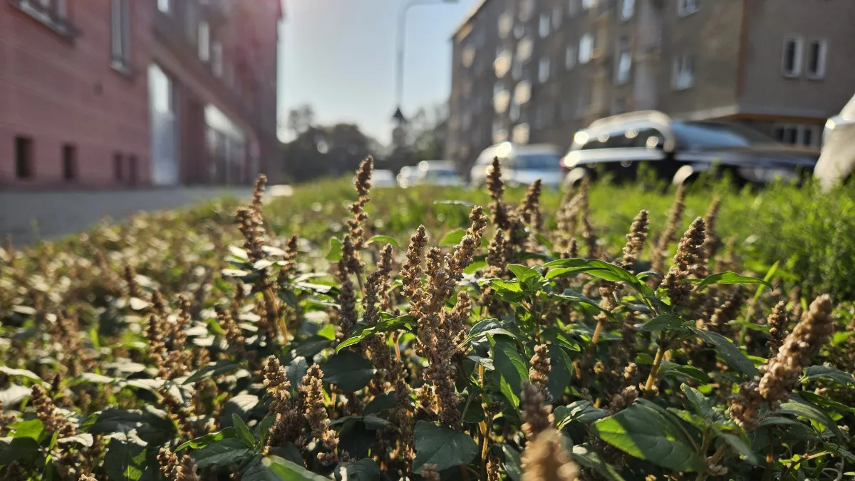 Studentka objevila v Olomouci 19 druhů rostlin, které zatím nikdo v ČR nenašel. Dostala cenu