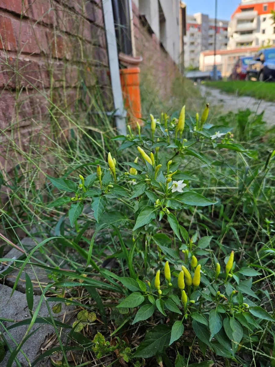 Studentka objevila v Olomouci 19 druhů rostlin, které zatím nikdo v ČR nenašel. Dostala cenu