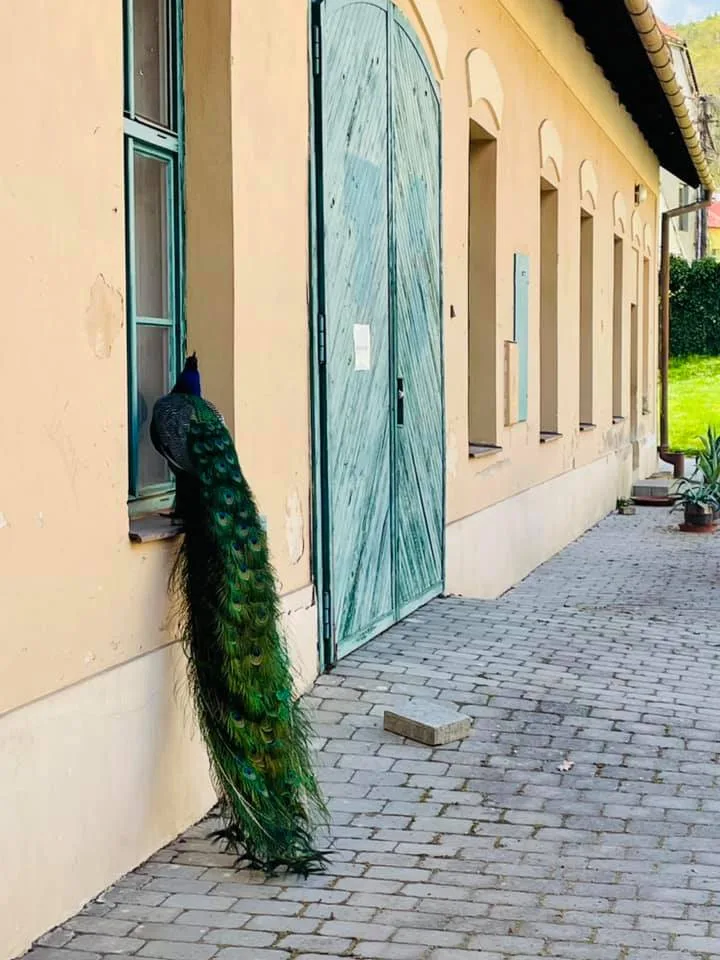 Hanácká ambasáda na zámku v Čechách pod Kosířem končí. Pokračování je ve hvězdách
