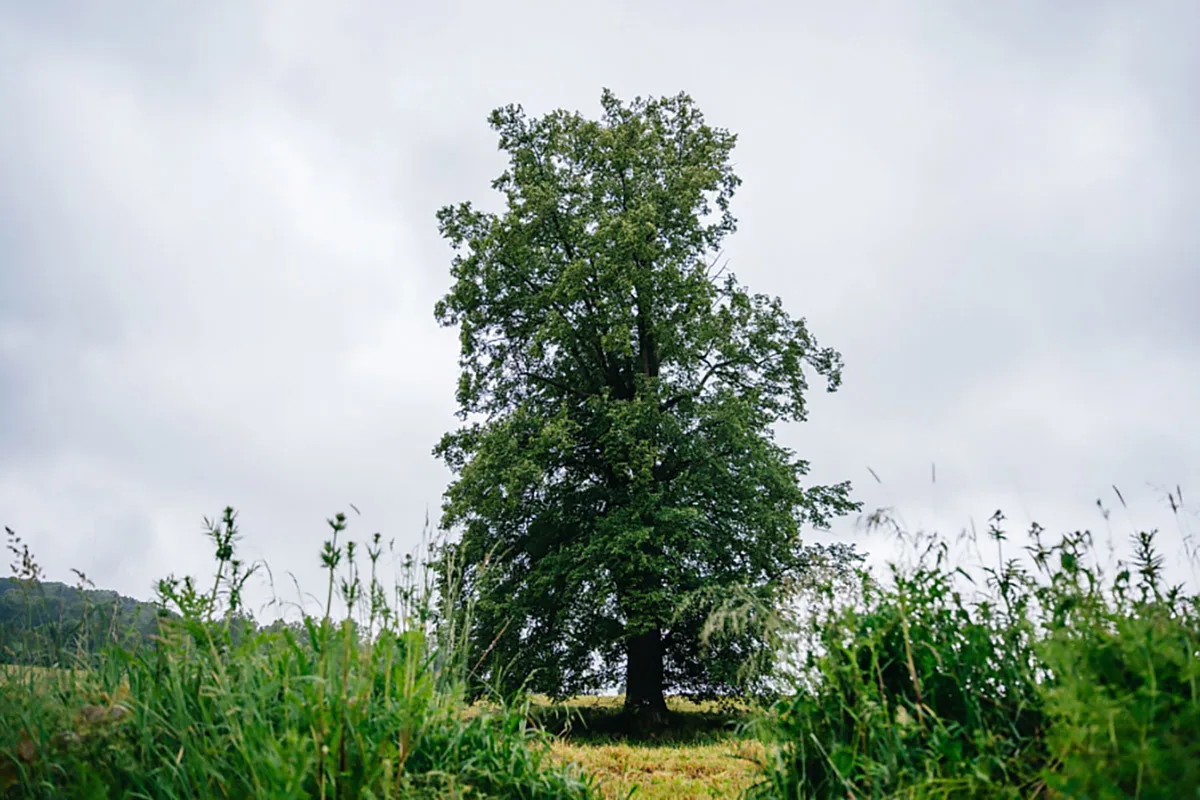 Poustevník ve finále. Lípa z Jeseníku sbírá hlasy v anketě Strom roku