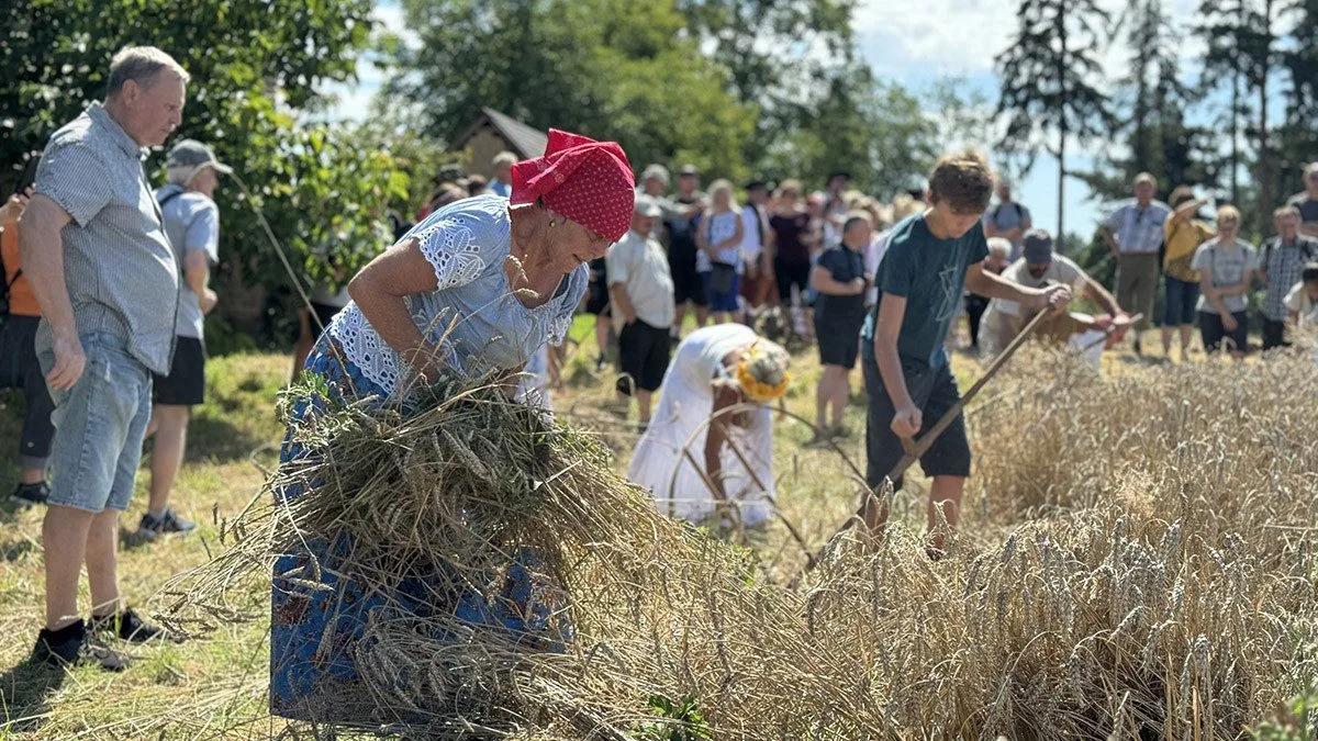 Sklizeň jako za starých časů. Tradiční žně na Hané přiblíží muzeum v Příkazích