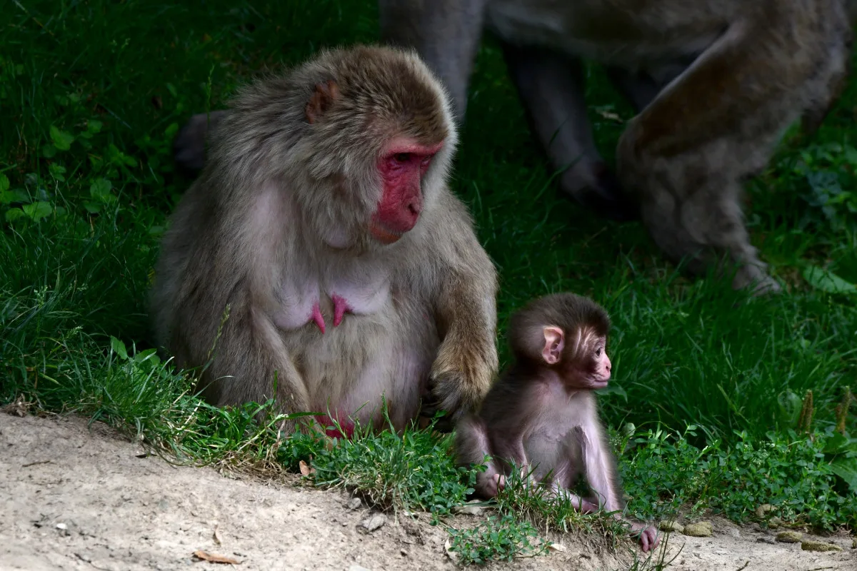 Tlupa se rozrostla. Olomoucká zoo přivítala pět nových makaků