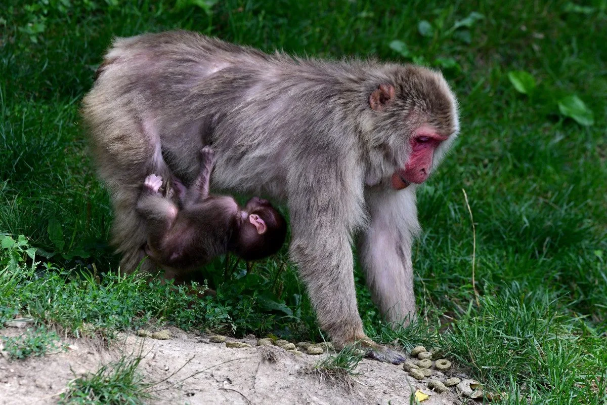 Tlupa se rozrostla. Olomoucká zoo přivítala pět nových makaků