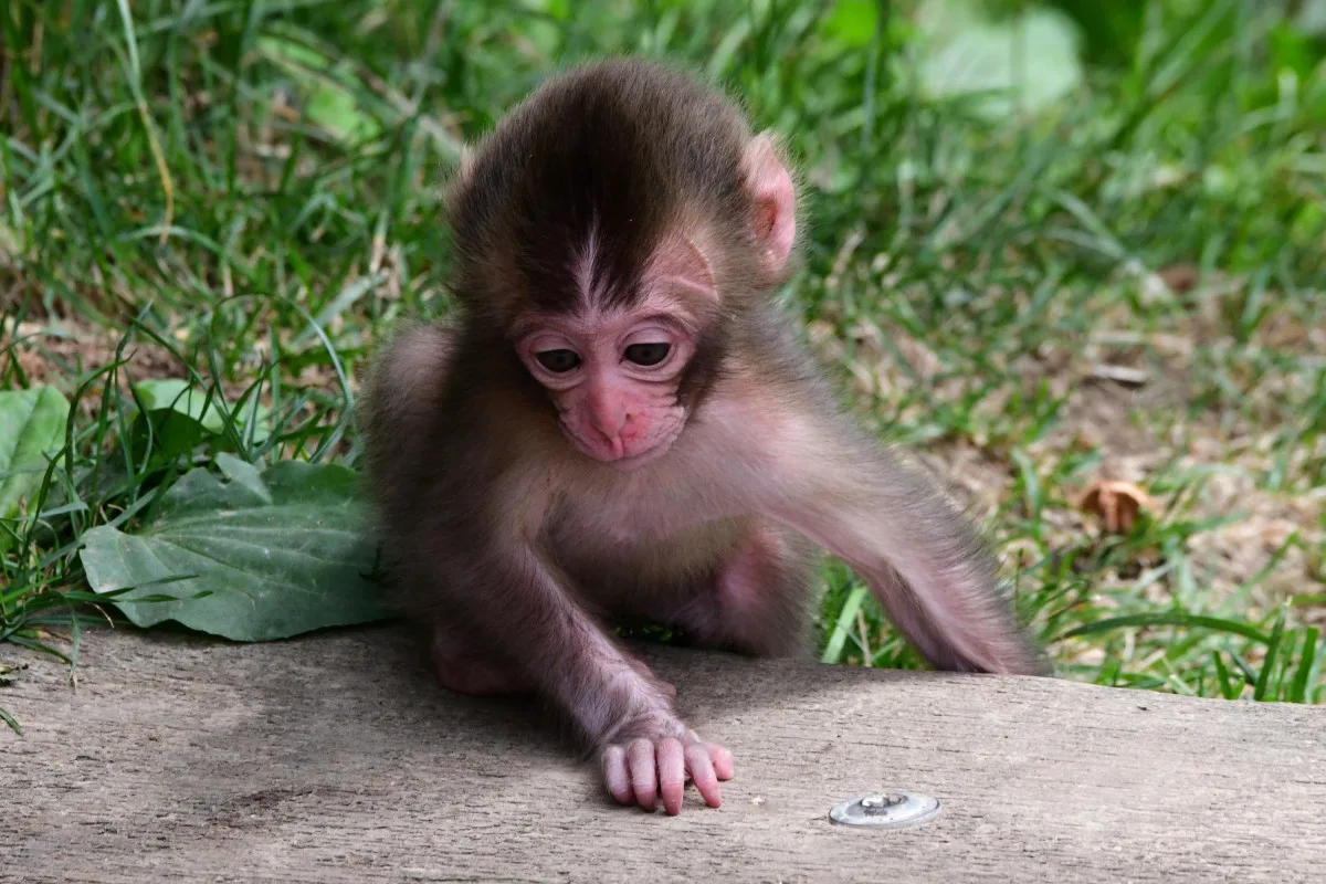 Tlupa se rozrostla. Olomoucká zoo přivítala pět nových makaků