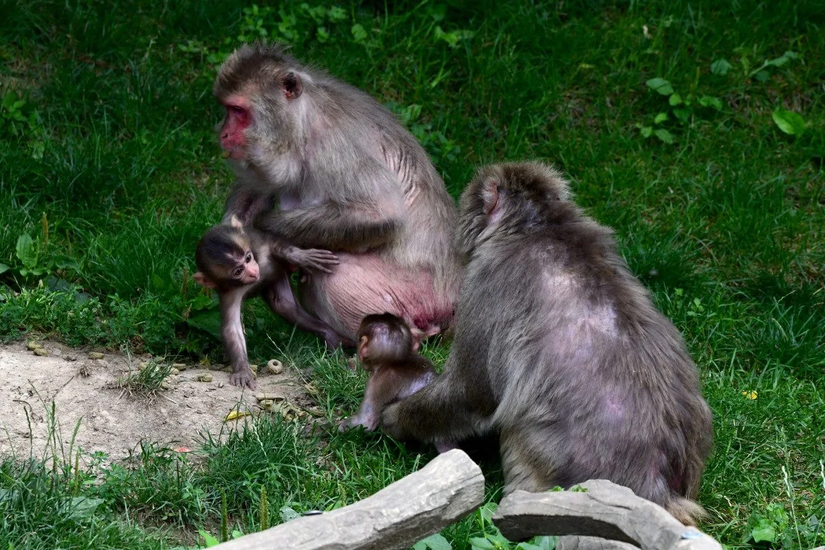 Tlupa se rozrostla. Olomoucká zoo přivítala pět nových makaků