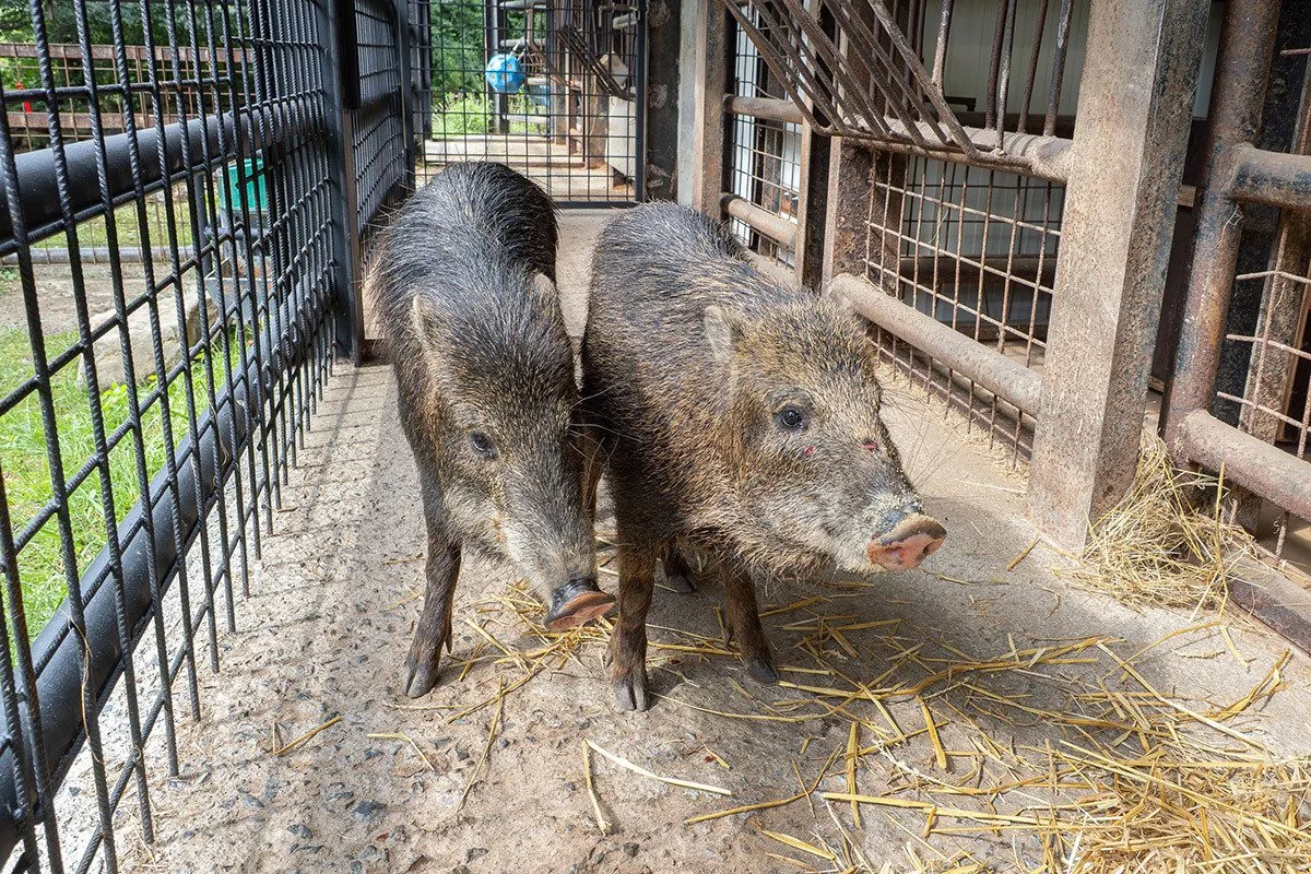 Zoo Olomouc chová nový vzácný druh, na Svatém Kopečku se zabydlí pekari bělobradý