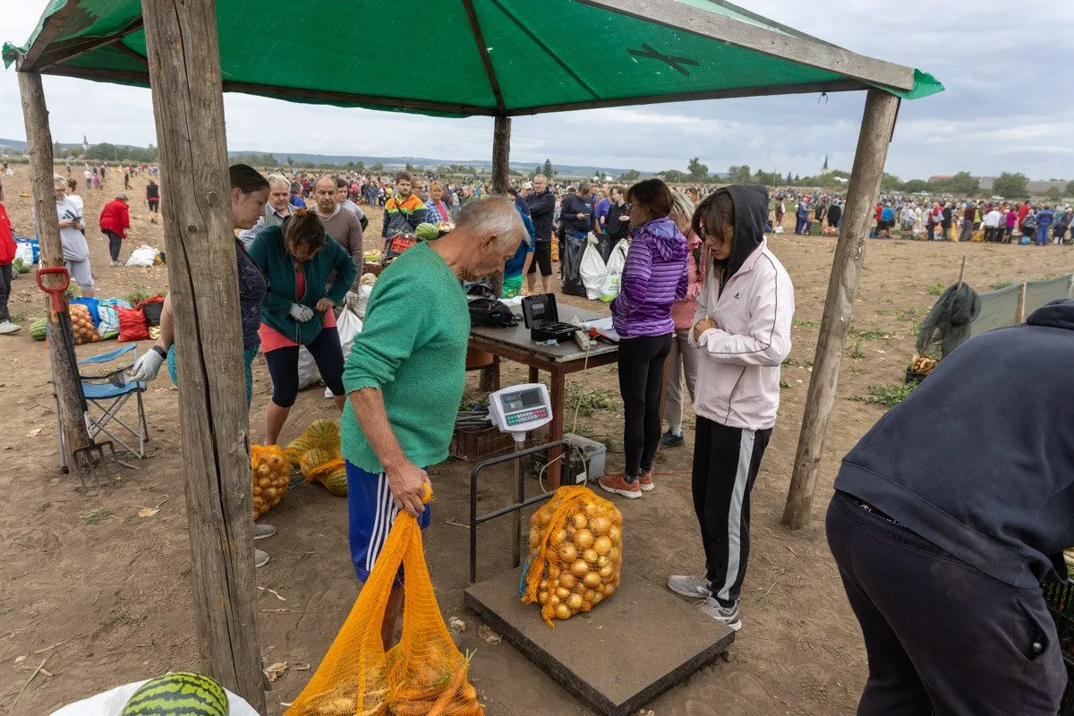 FOTO, VIDEO: Osm tisíc pytlů a dvě hodiny ve frontě. Samosběr zeleniny u Olomouce trhal rekordy