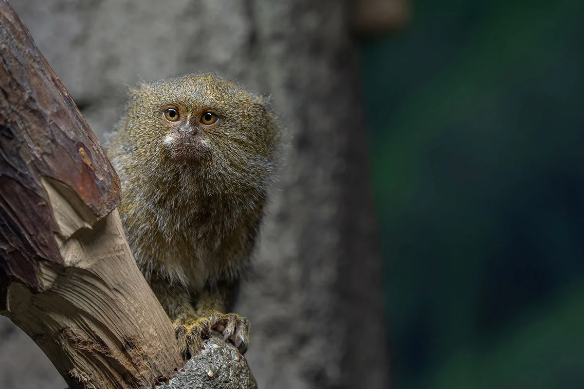 Nejmenší opice světa na Svatém Kopečku: Zoo Olomouc získala pár kosmanů zakrslých východních
