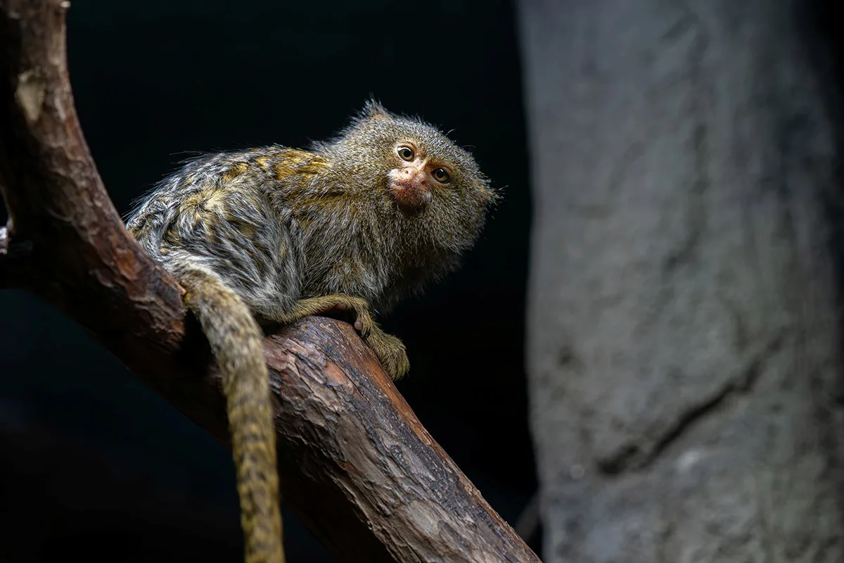 Nejmenší opice světa na Svatém Kopečku: Zoo Olomouc získala pár kosmanů zakrslých východních