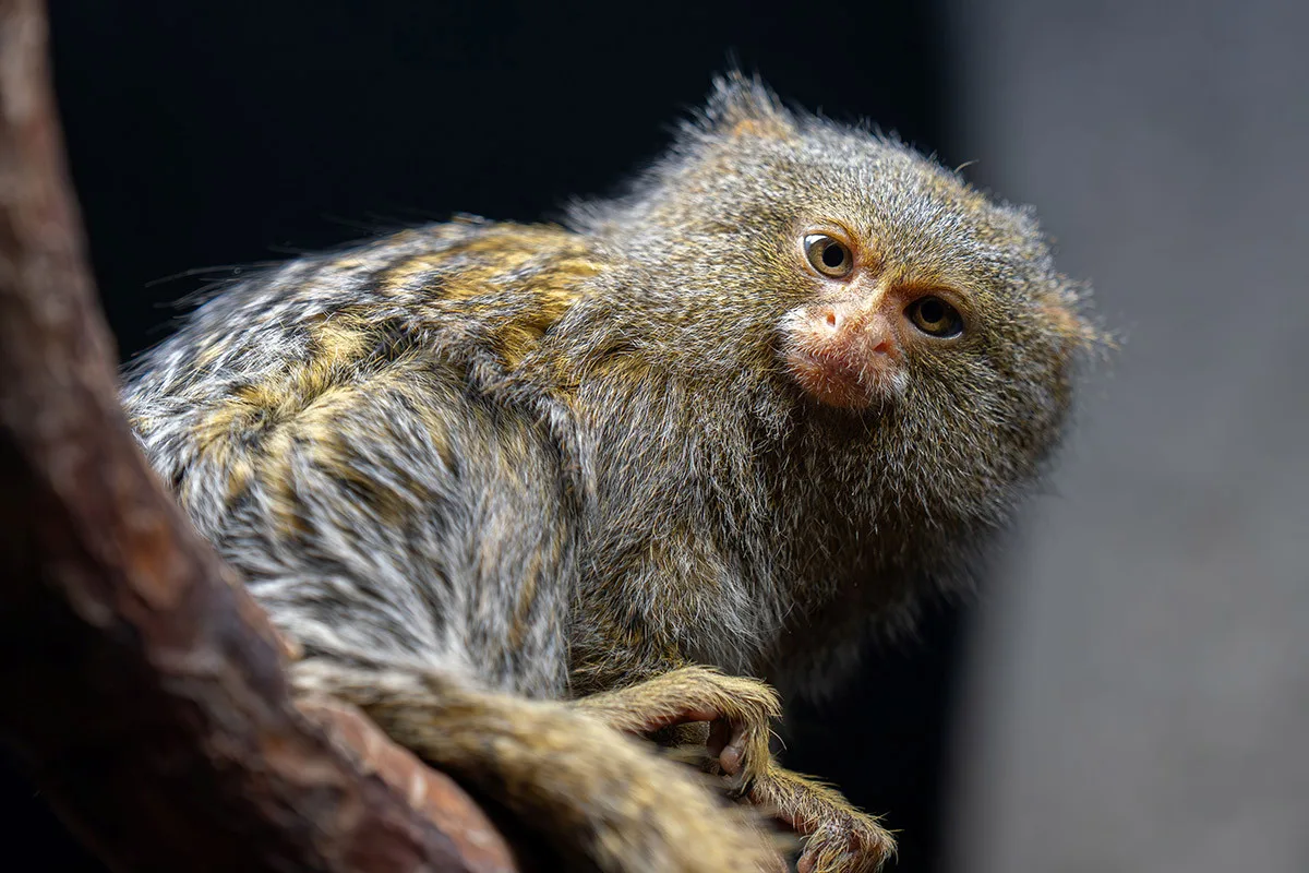 Nejmenší opice světa na Svatém Kopečku: Zoo Olomouc získala pár kosmanů zakrslých východních