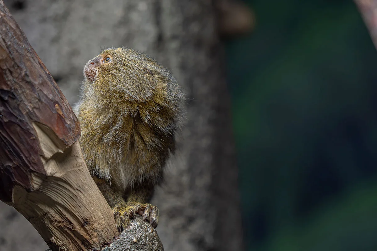 Nejmenší opice světa na Svatém Kopečku: Zoo Olomouc získala pár kosmanů zakrslých východních