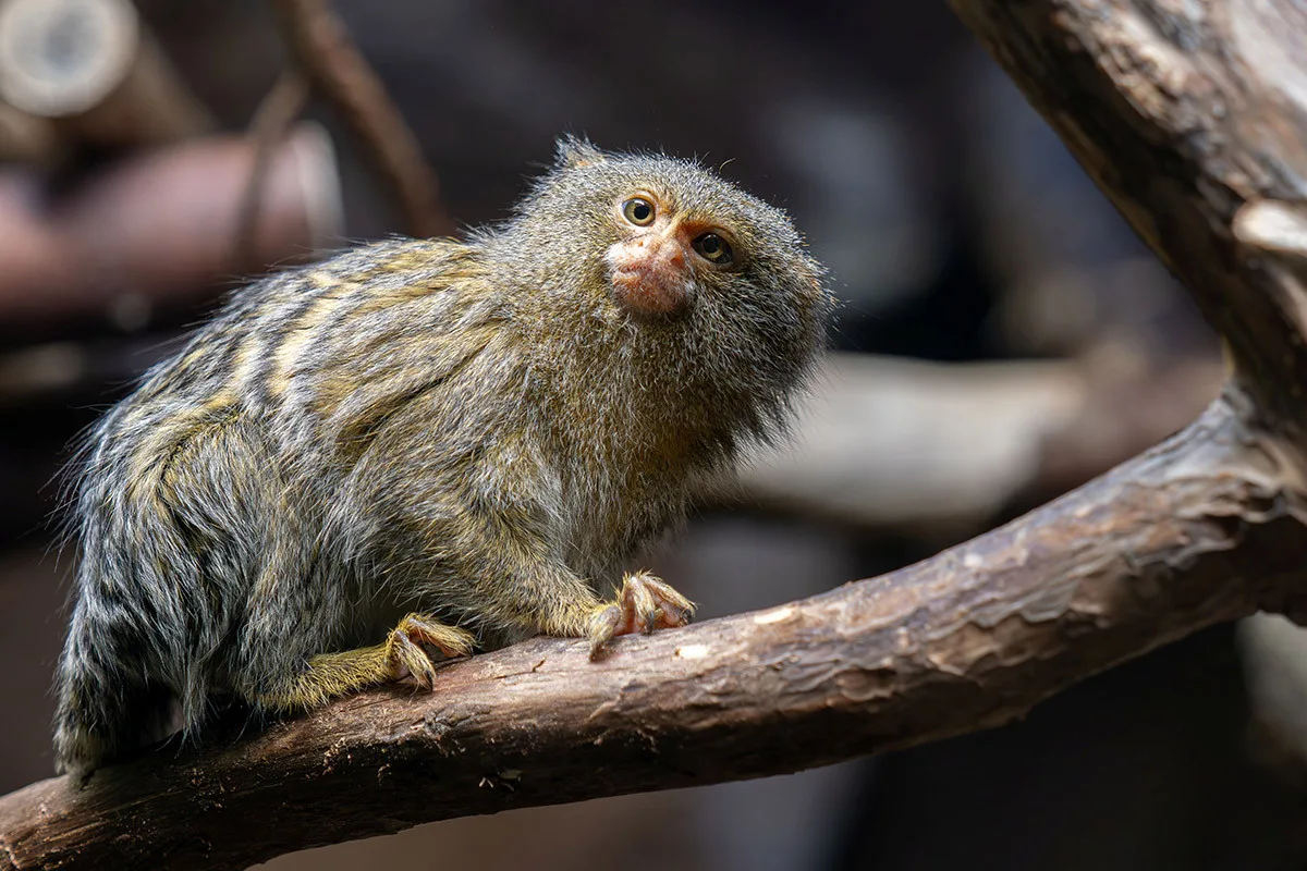 Nejmenší opice světa na Svatém Kopečku: Zoo Olomouc získala pár kosmanů zakrslých východních