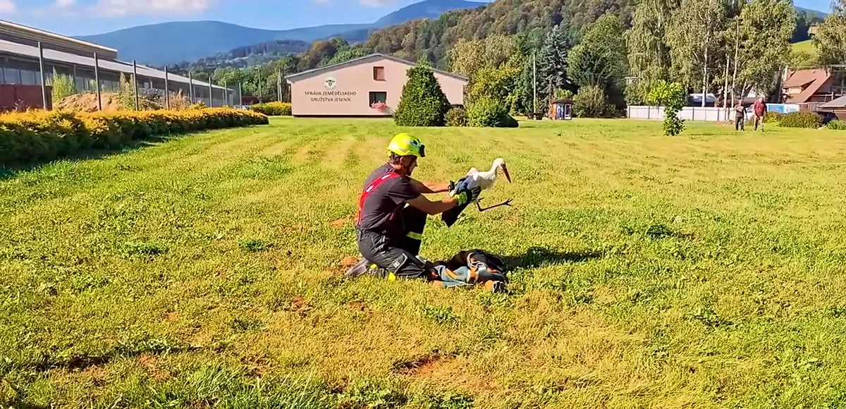 VIDEO: Mladý čáp spadl v Jeseníku do zemědělské jímky. Do desetimetrové hloubky se vydali hasiči