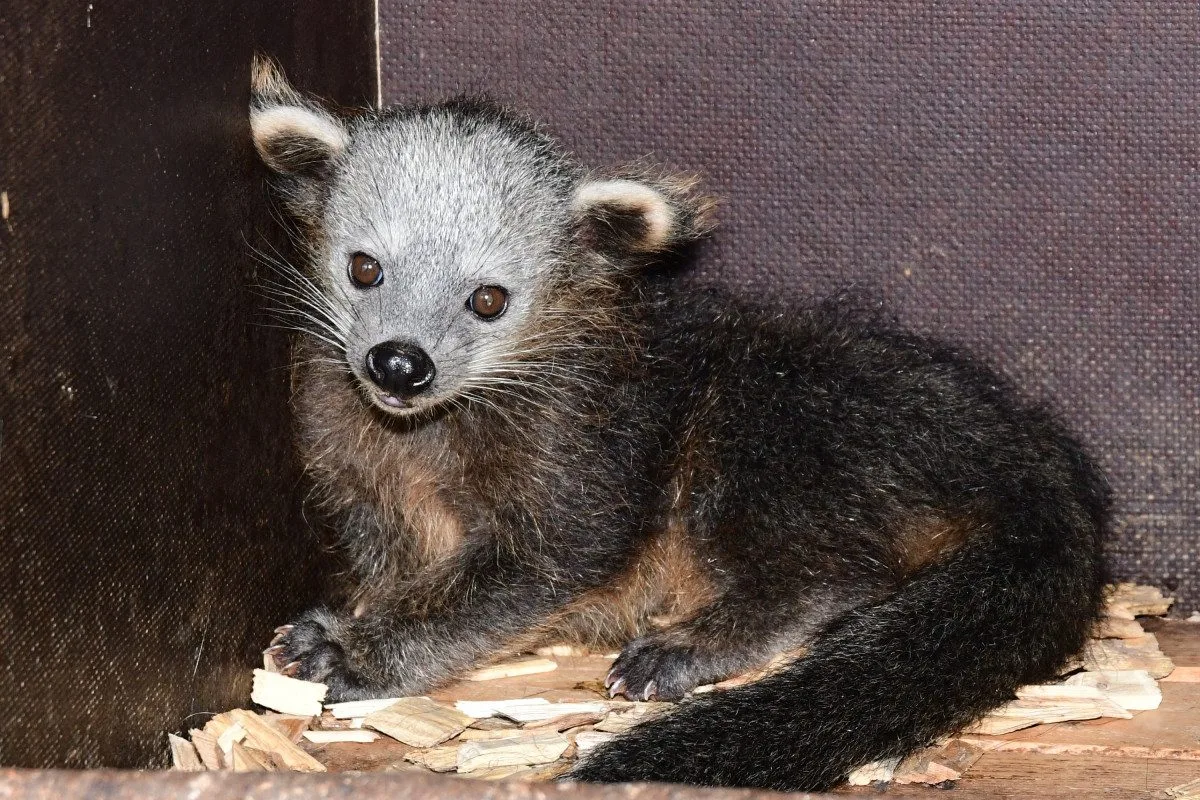 Nový binturong v olomoucké zoo. Ošetřovatelé se k mláděti dostali až po několika týdnech