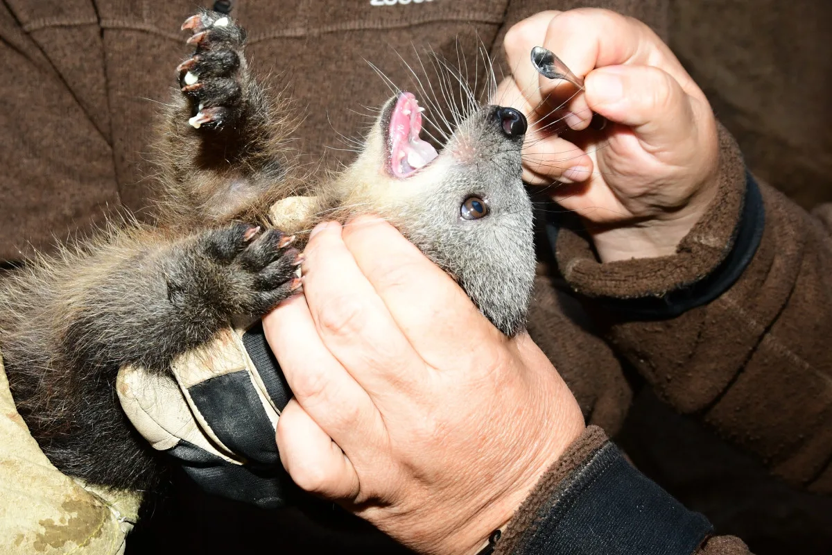 Nový binturong v olomoucké zoo. Ošetřovatelé se k mláděti dostali až po několika týdnech