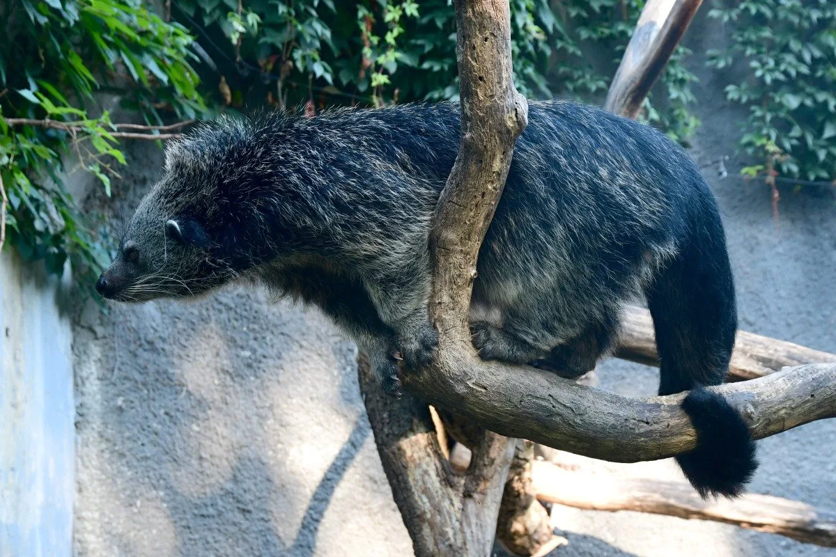 Nový binturong v olomoucké zoo. Ošetřovatelé se k mláděti dostali až po několika týdnech